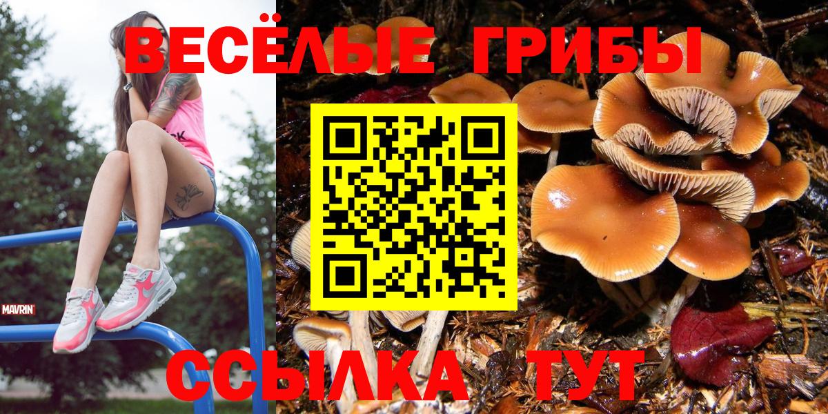 Галлюциногенные грибы Psilocybine cubensis Корсаков